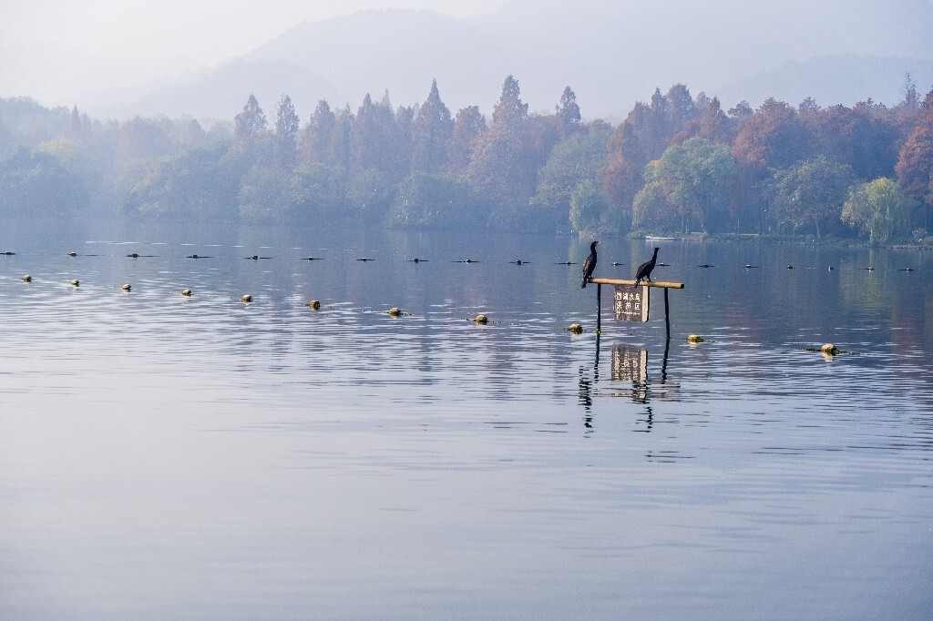 水鸟 西湖风光 自然风景 西湖 旅行 鸟儿 城市风光 杭州西湖