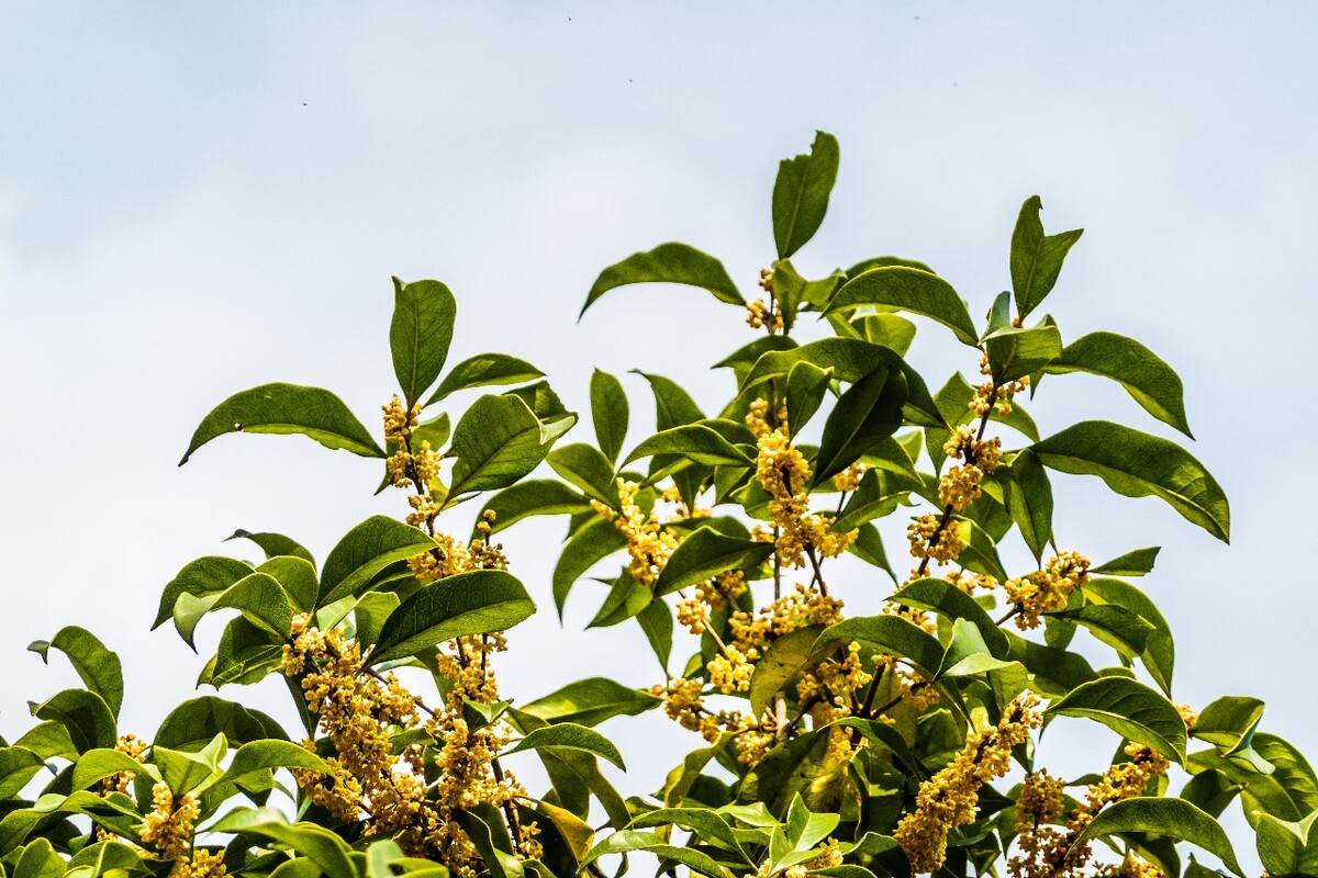 桂花 花朵 植物 摄影 旅行 花儿 金桂 银桂