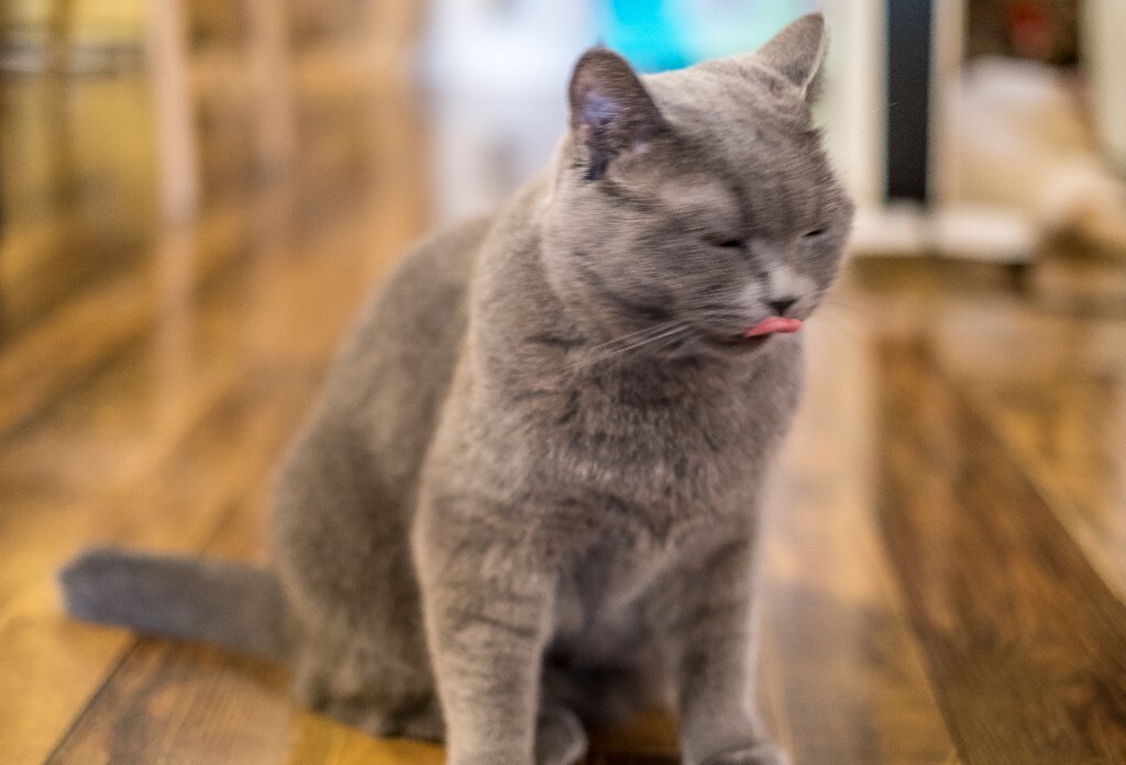 猫 宠物 动物 图片 摄影 喵星人 猫猫