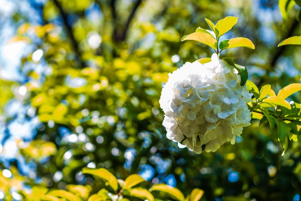 八仙花 粉团花 草绣球 紫绣球 紫阳花 绣球 木绣球 摄影 植物