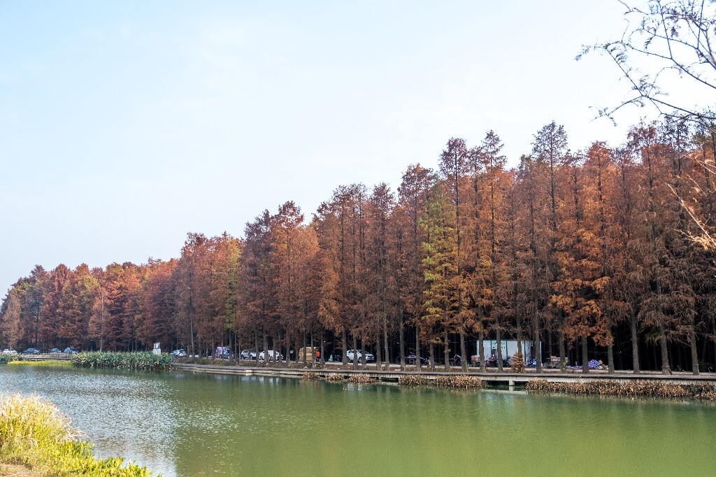 落叶乔木 水杉 梳子杉 树木 秋季 秋天 秋天的颜色 图片 摄影 风光 旅游