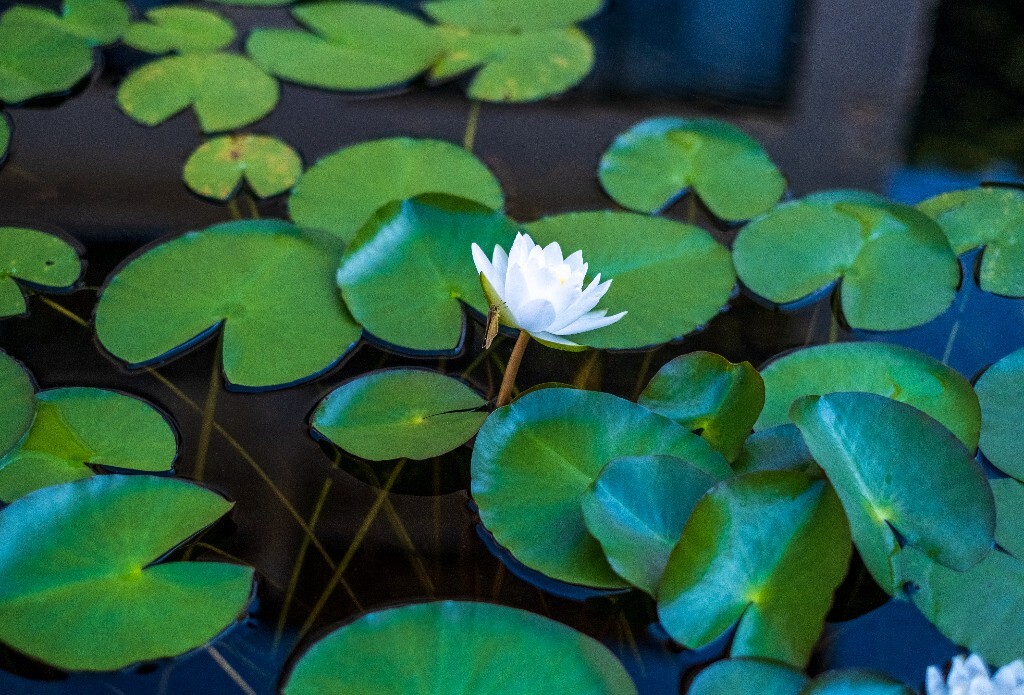 莲花 睡莲 花朵 花儿 摄影 风光 自然风光 旅行