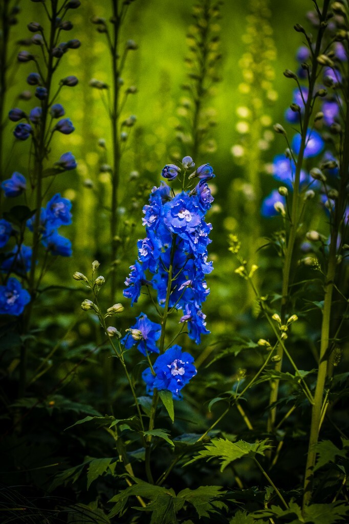 风光 花草 鲜花 花朝花 花儿 花朵 摄影