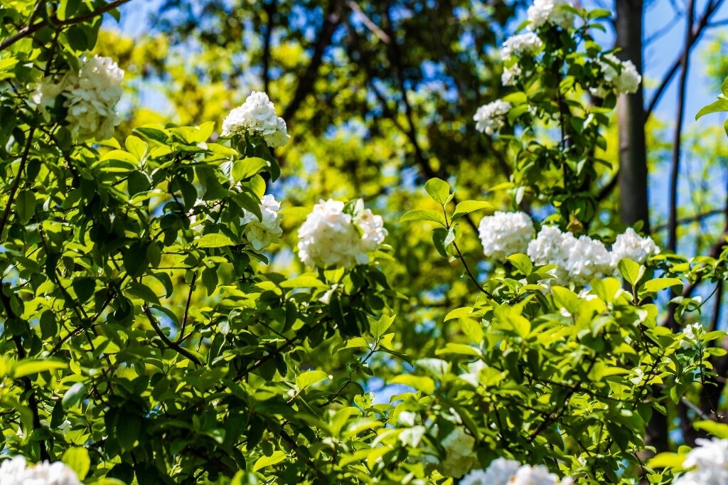 八仙花 粉团花 草绣球 紫绣球 紫阳花 绣球 木绣球 摄影 植物