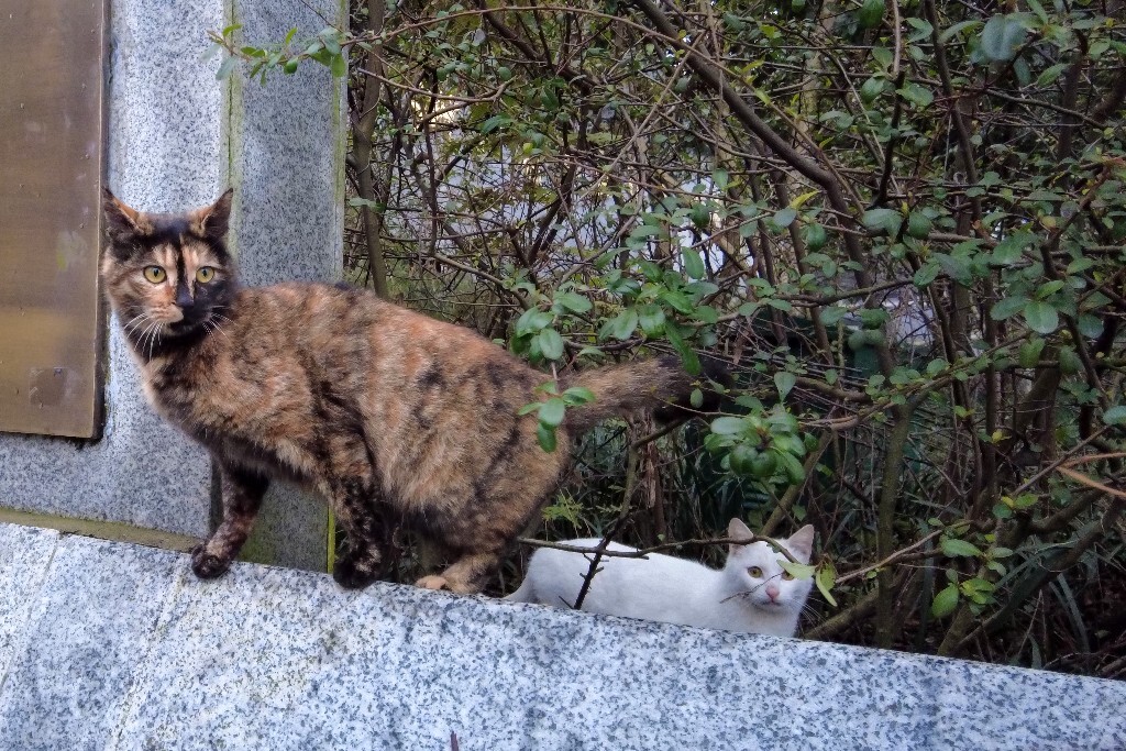 喵星人 猫猫 宠物 摄影 街道 旅行