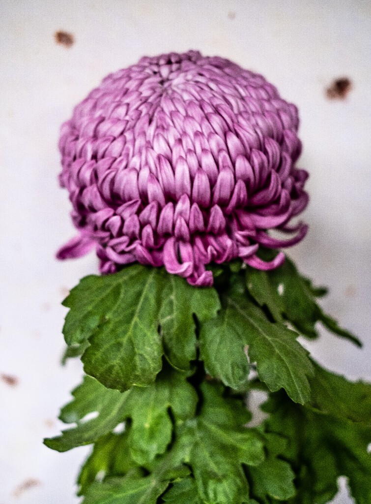 菊花 寿客 金英 黄华 秋菊 陶菊 日精 女华 延年 隐逸花 家菊 花儿 盛开的菊花