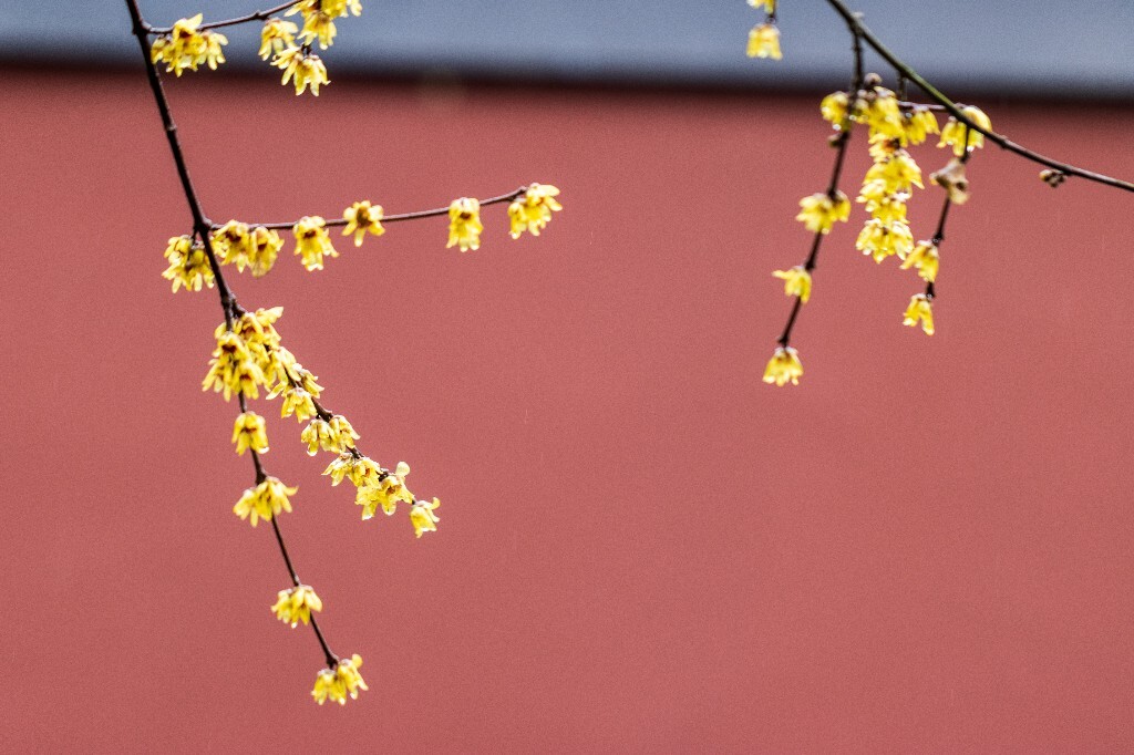 梅花 腊梅 风光 摄影 自然 植物 微距 旅行 建筑 钱王祠