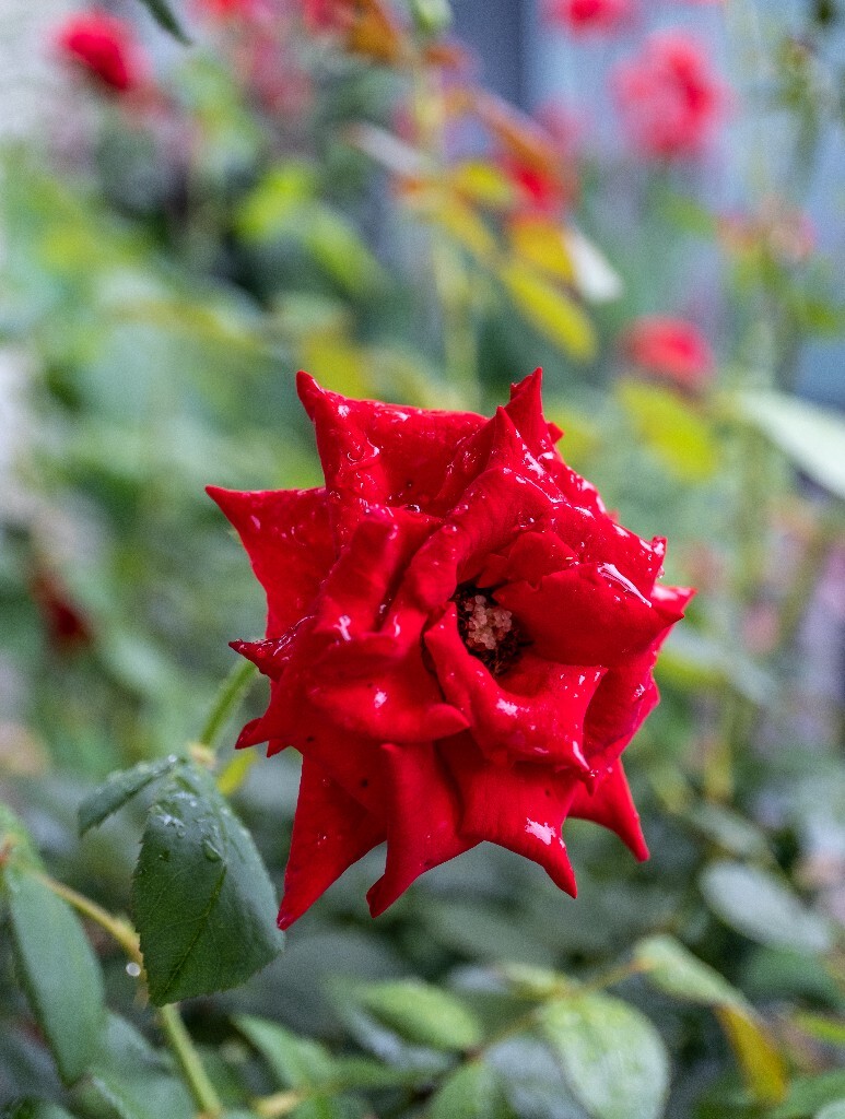 月季 植物 微距 花草 自然 摄影 花儿 盛开的月季花 自然风光 旅行 红色的月季花