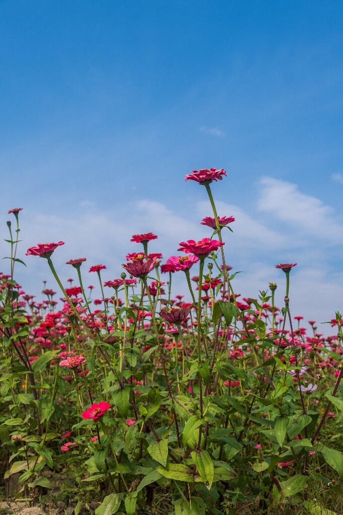 百日菊 百日草 步步高 火球花 对叶菊 秋罗 步步登高 不等高 植物 摄影 风光