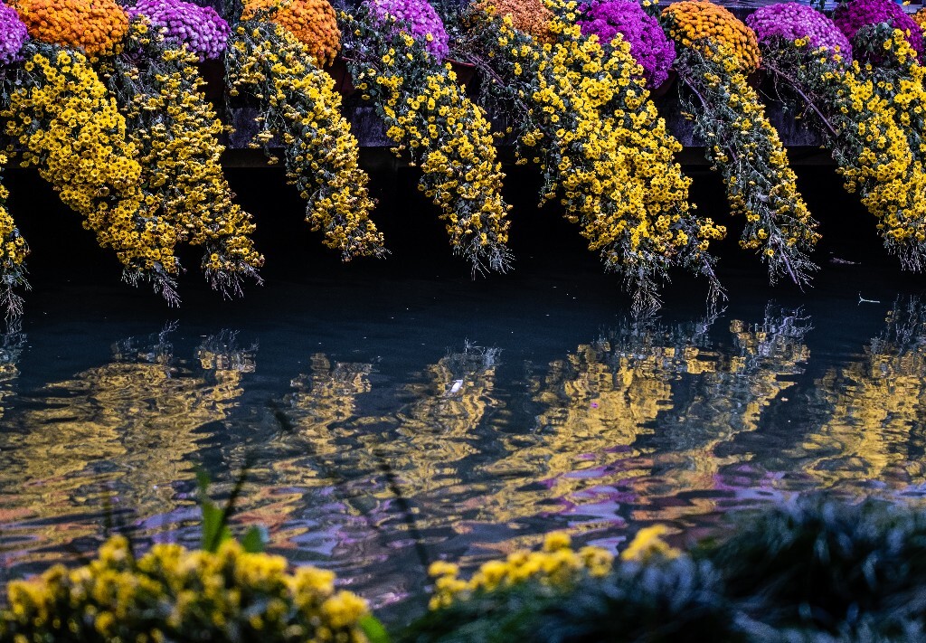 菊花 寿客 金英 黄华 秋菊 陶菊 日精 女华 延年 隐逸花 家菊 花儿 盛开的菊花