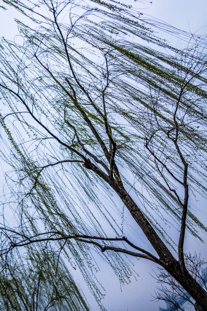 柳树 风光 西湖风光 柳树 柳叶 西糊柳树 植物 叶子