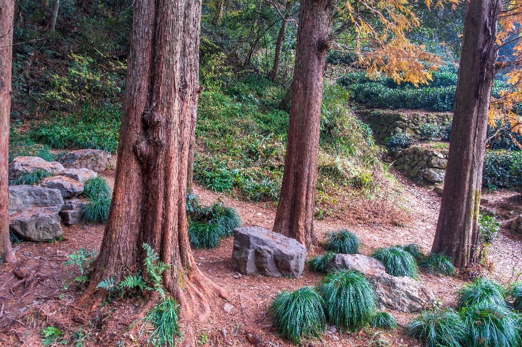 树根 根 网红树根 树木 摄影 图片 素材 旅行