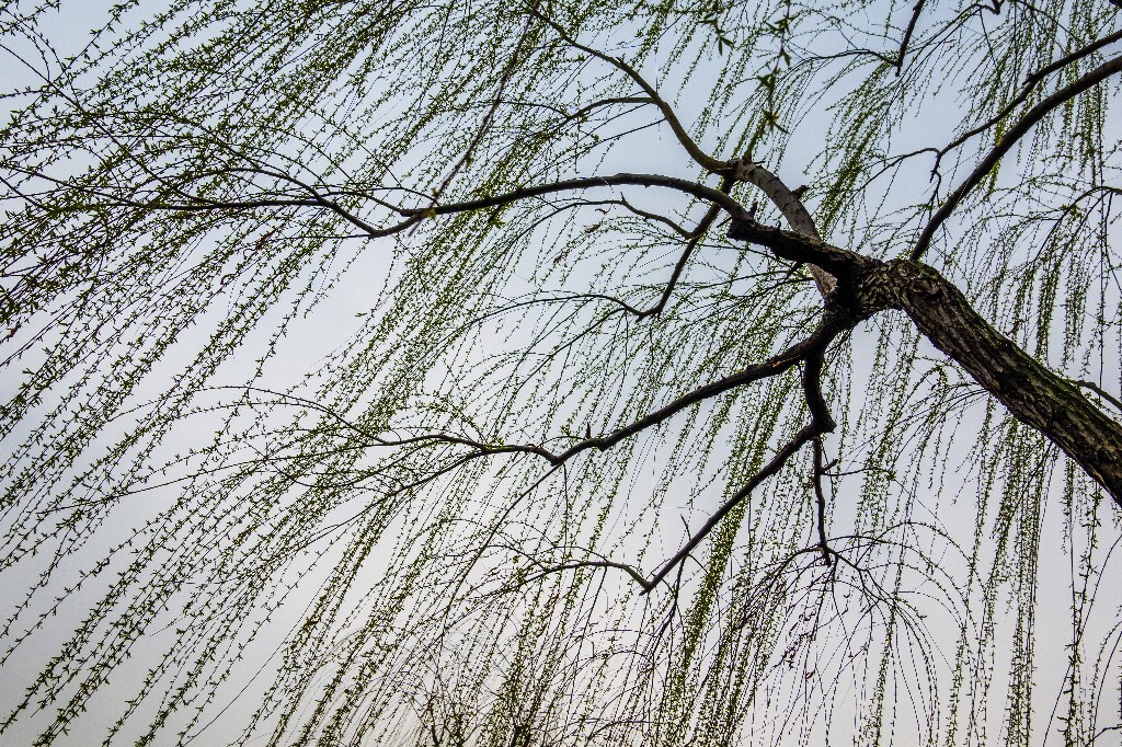 柳树 西湖柳树 风光 摄影 自然