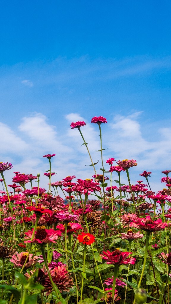 百日菊 百日草 步步高 火球花 对叶菊 秋罗 步步登高 不等高 植物 摄影 风光 自然 蓝天白云 白云