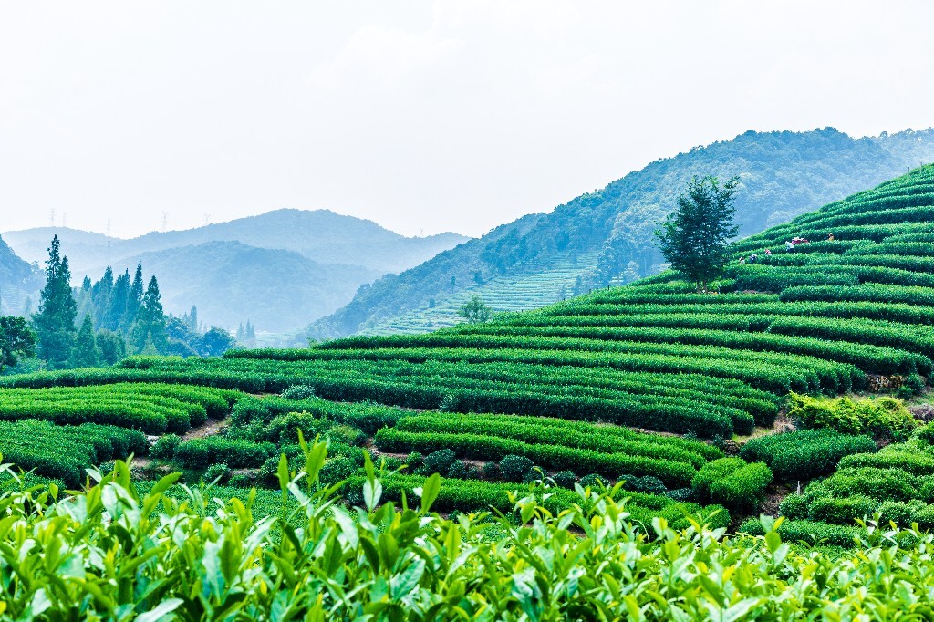 植物 风光 摄影 茶园风光 龙井茶园 旅行 自然 风光 采茶人
