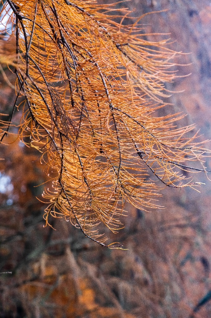 落叶乔木 水杉 梳子杉 树木 秋季 秋天 秋天的颜色 图片 摄影 风光 旅游