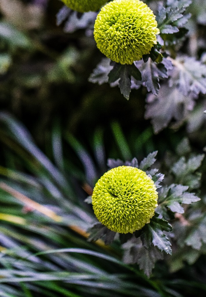 菊花 寿客 金英 黄华 秋菊 陶菊 日精 女华 延年 隐逸花 家菊 花儿 盛开的菊花