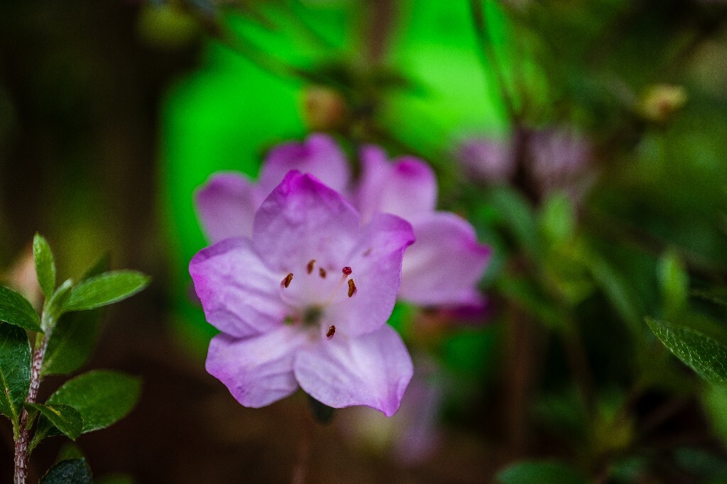 杜鹃花 山踯躅 山石榴 映山红 照山红 唐杜鹃 春鸟花 杜鹃 植物 微距 摄影 风光 自然