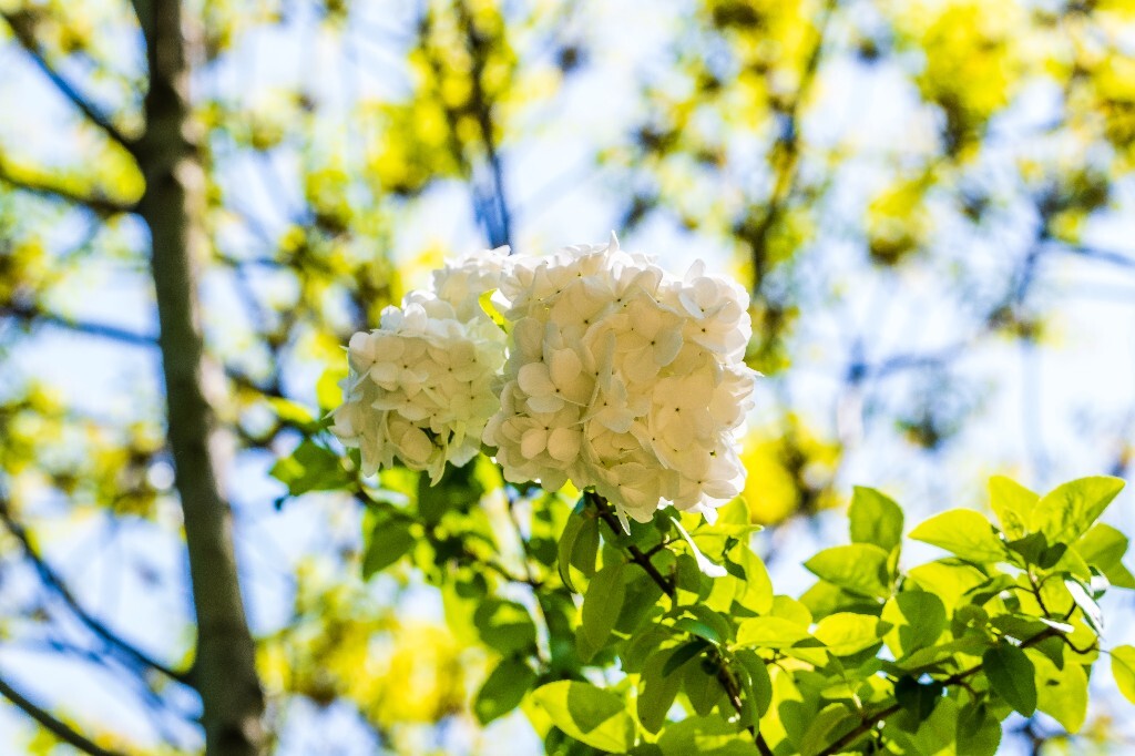 八仙花 粉团花 草绣球 紫绣球 紫阳花 绣球 木绣球 摄影 植物