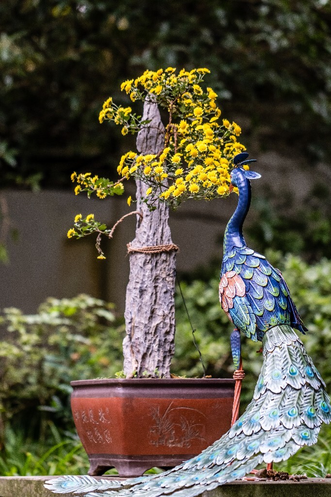 菊花 寿客 金英 黄华 秋菊 陶菊 日精 女华 延年 隐逸花 家菊 花儿 盛开的菊花