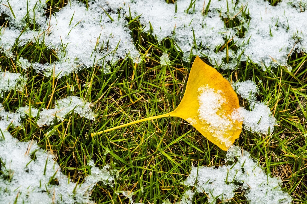 银杏树叶 白果叶 飞蛾叶 鸭脚子 雪景 草地上的雪 草地 落叶 叶子 一叶知秋 风光 自然 2022年第一场雪