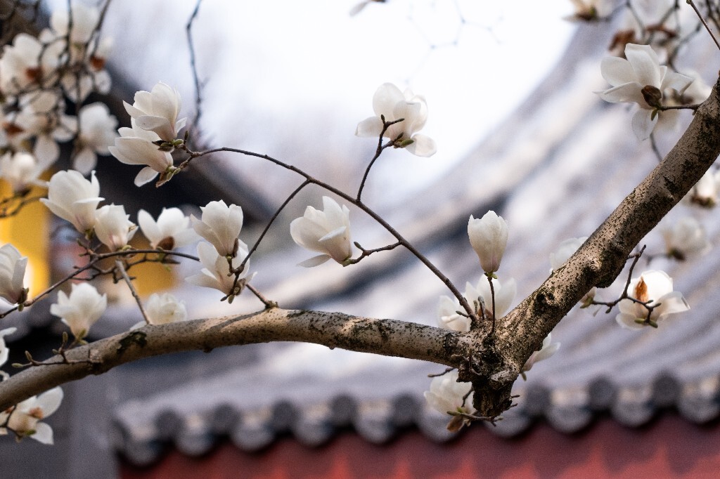 玉兰 玉兰花 植物 微距 摄影 风光 自然 法喜寺 500年玉兰 旅行 白色的玉兰