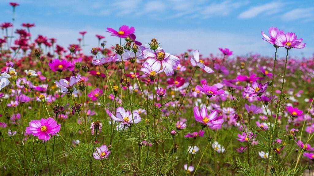 百日菊 百日草 步步高 火球花 对叶菊 秋罗 步步登高 不等高 植物 摄影 风光