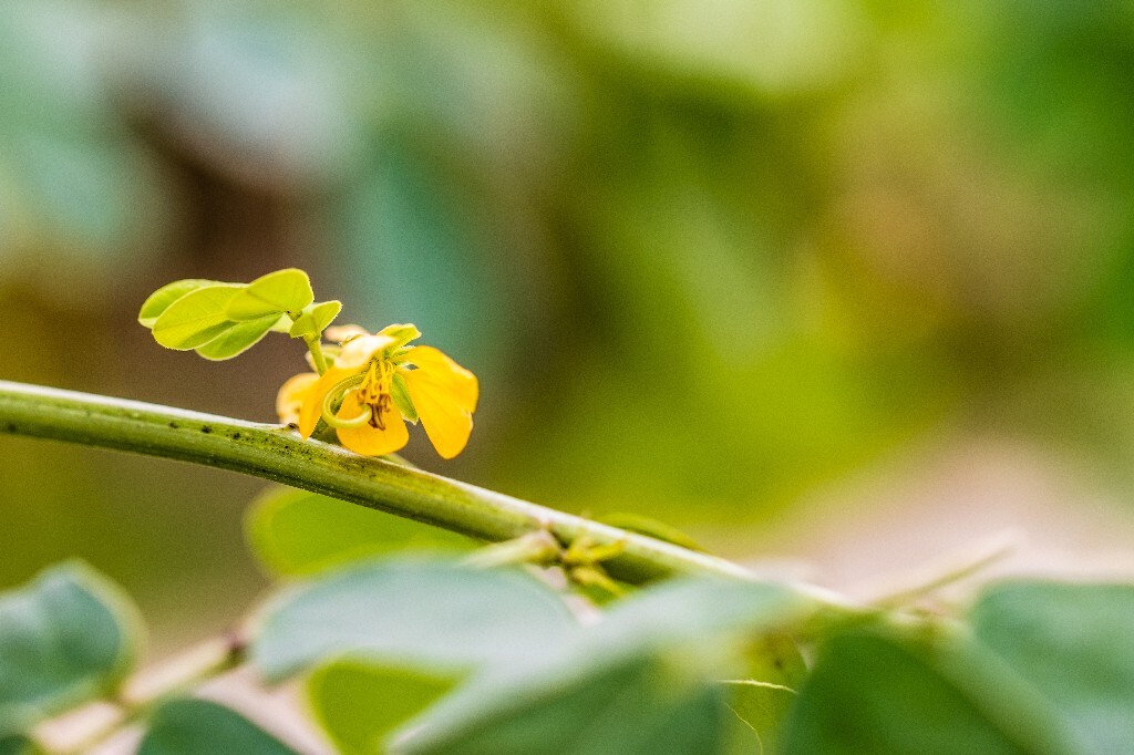 钝叶决明 豆科植物  草决明 马蹄决明 假绿豆 花朵 花儿 风光 摄影 自然