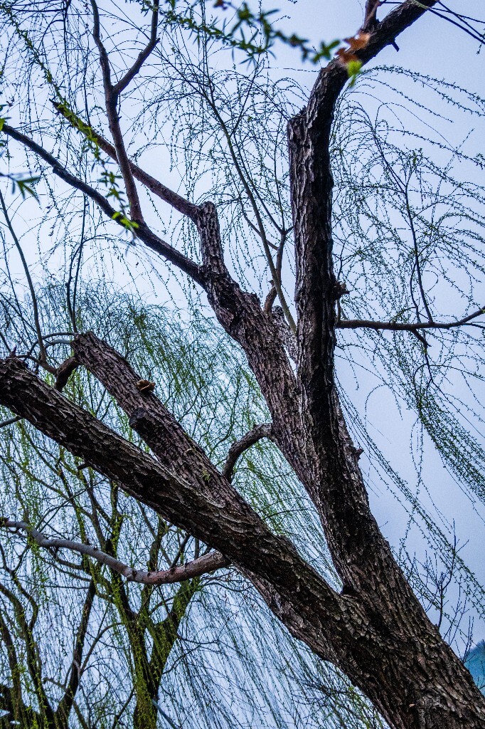 西湖风光 西湖柳树 摄影 风光 自然 西湖风光 旅行 植物 柳树