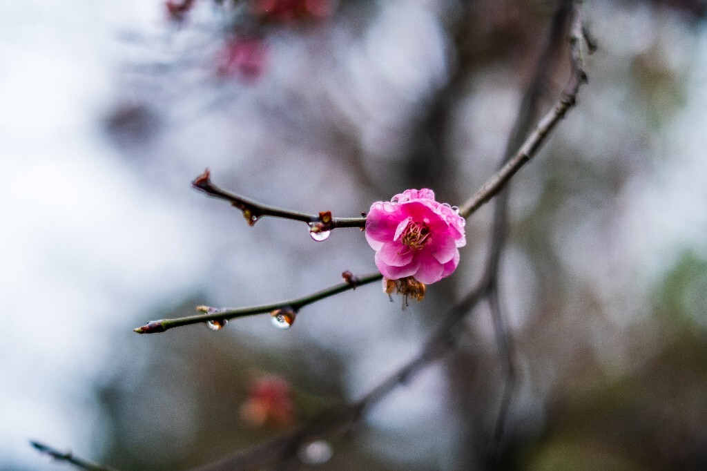 梅花 红色的梅花 梅 图片 摄影 风光 花卉 花朵 旅游 花