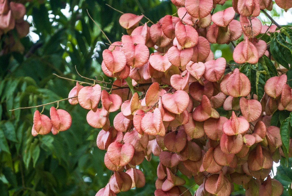 复羽叶栾 花楸树 泡花树 灯笼花 马鞍树 士大夫树 摇钱树 植物 风光 摄影 自然