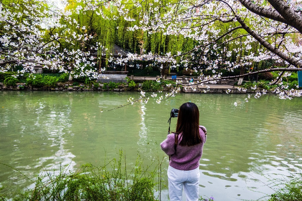 樱花 自然 风光 自然风光 盛开的樱花 花草 花朵 旅行