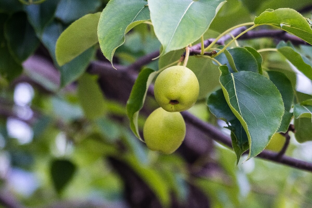 树上的梨 水果 摄影 自然 果实 果树 
