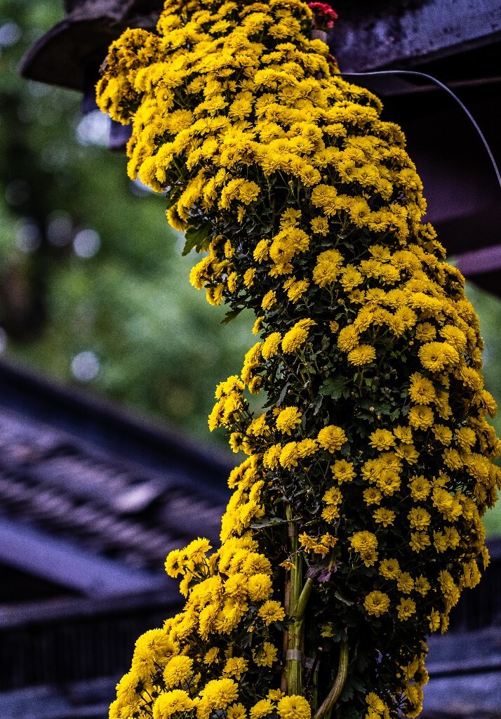 菊花 寿客 金英 黄华 秋菊 陶菊 日精 女华 延年 隐逸花 家菊 花儿 盛开的菊花