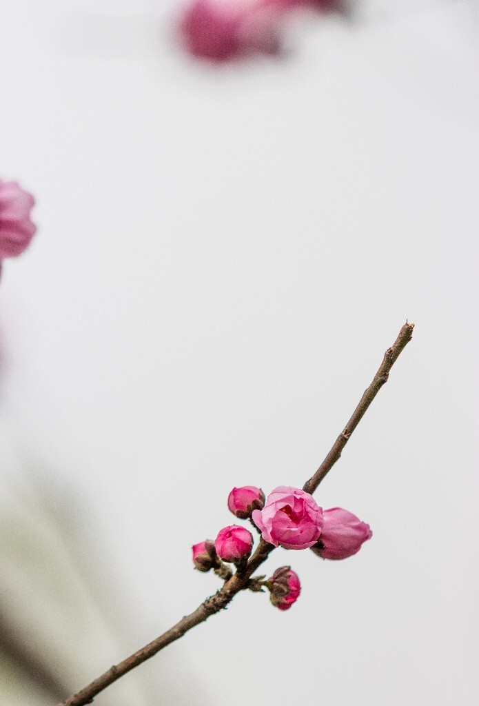 西湖桃花  桃花 自然 微距 风光 色彩 西湖之春    <br />
春天 桃红柳绿 西湖三月天