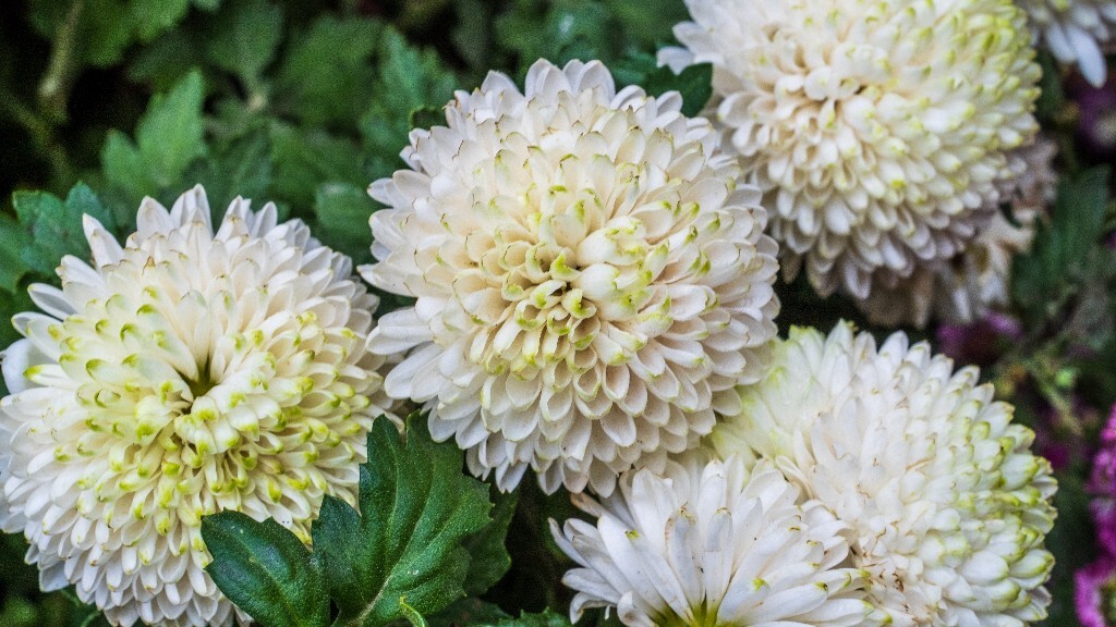 菊花 寿客 金英 黄华 秋菊 陶菊 日精 女华 延年 隐逸花 家菊 花儿 盛开的菊花