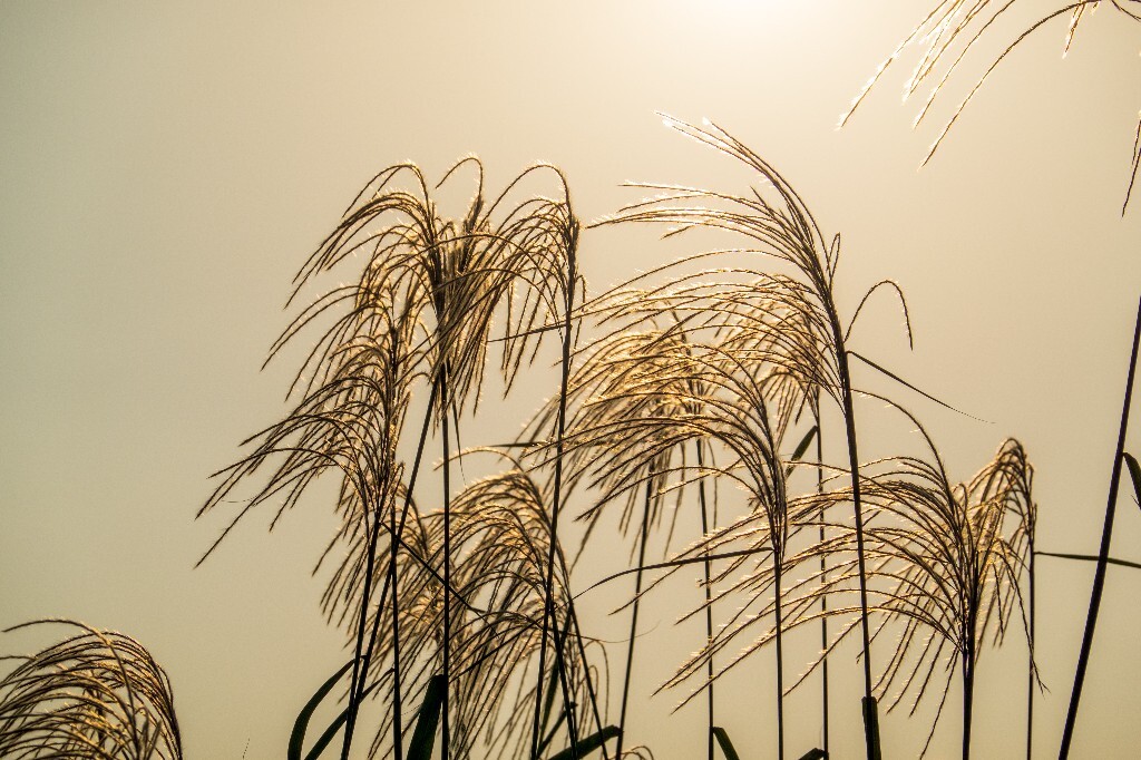 日出日落 芦苇 夕阳 植物 风光 自然