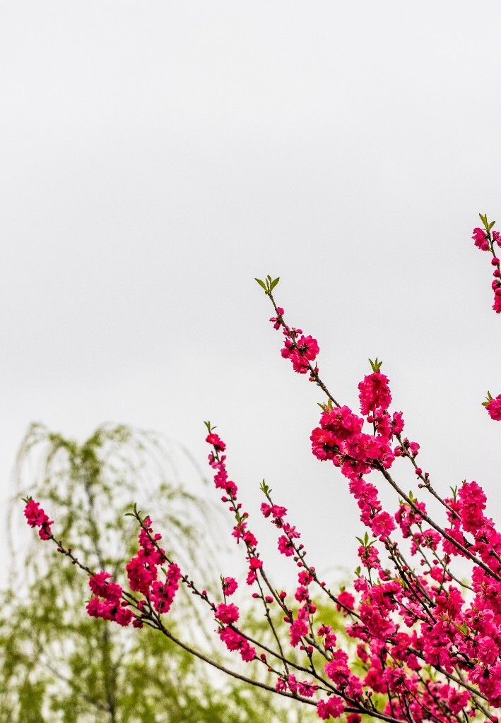 西湖桃花  西湖风光 自然  环境  桃花 西湖之春  自然 风光 花朵 花儿 