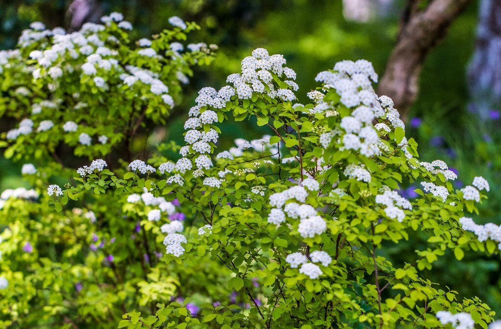 白色的小花 植物 风光 花草 摄影 花儿 花朵 旅行