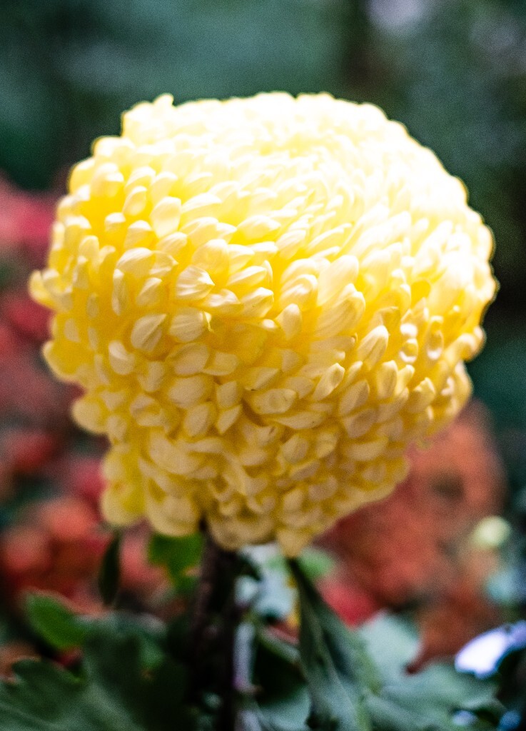 菊花 寿客 金英 黄华 秋菊 陶菊 日精 女华 延年 隐逸花 家菊 花儿 盛开的菊花