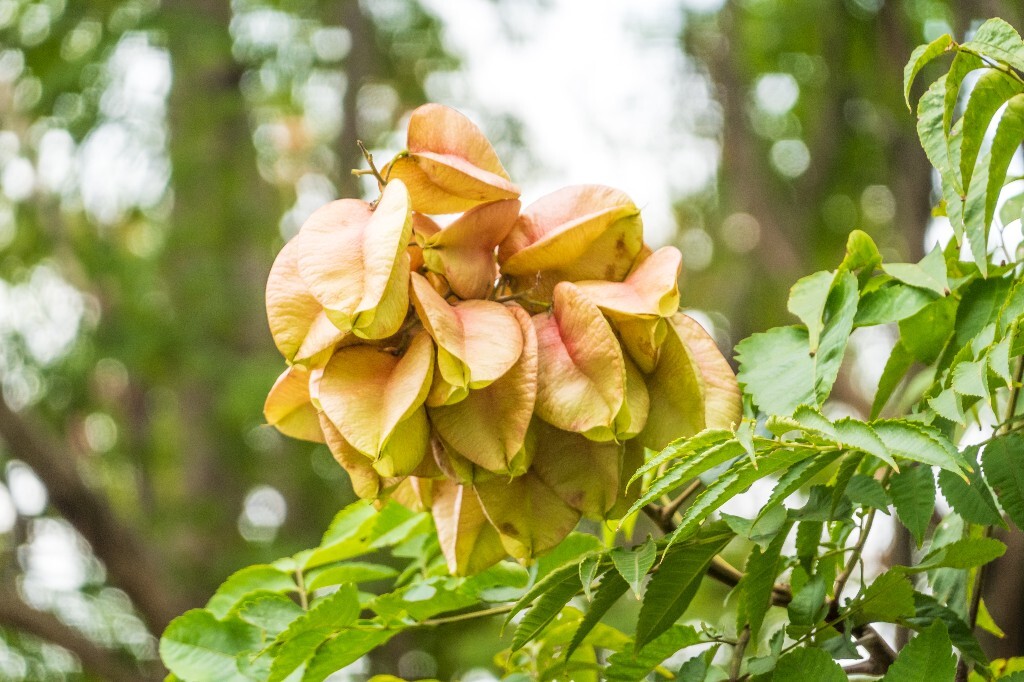 复羽叶栾 花楸树 泡花树 灯笼花 马鞍树 士大夫树 摇钱树 植物 风光 摄影 自然