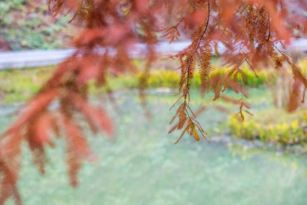 水杉 梳子杉 树木 树 秋季 秋天 摄影 风光