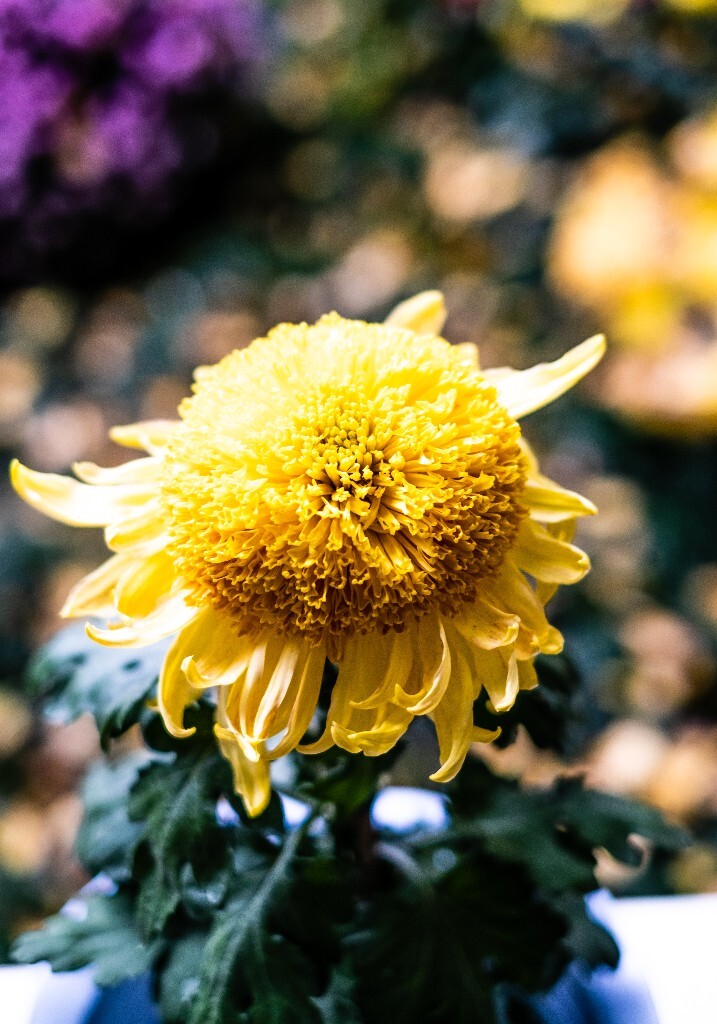 菊花 寿客 金英 黄华 秋菊 陶菊 日精 女华 延年 隐逸花 家菊 花儿 盛开的菊花