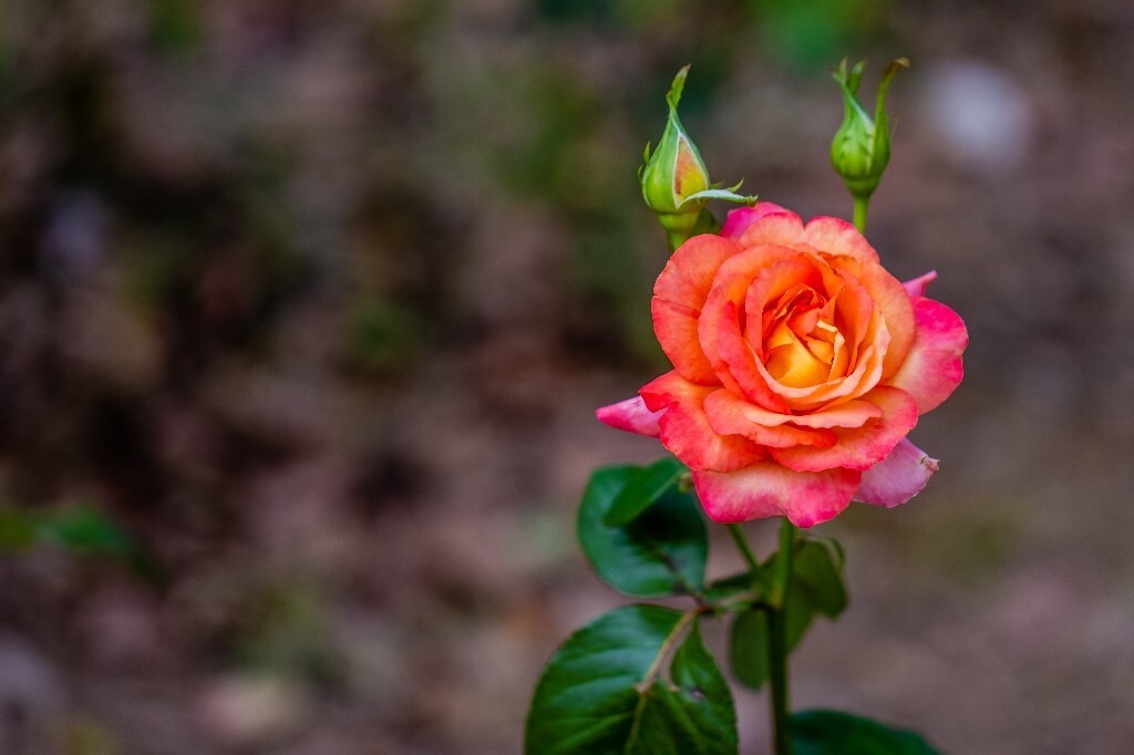 月季花 花中皇后 月月红 月季 月月花 长春花 四季花 胜春 盛开的花儿 盛开的月季 植物 花朵 风光