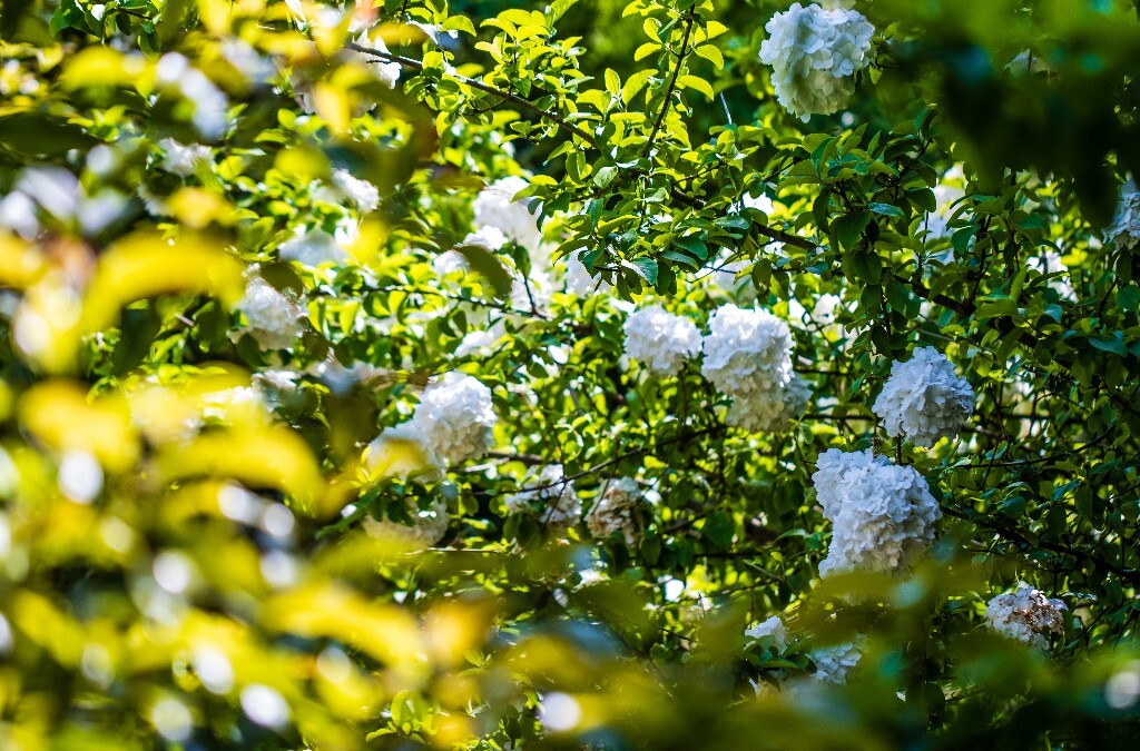 八仙花 粉团花 草绣球 紫绣球 紫阳花 绣球 木绣球 摄影 风光 植物花朵 旅行