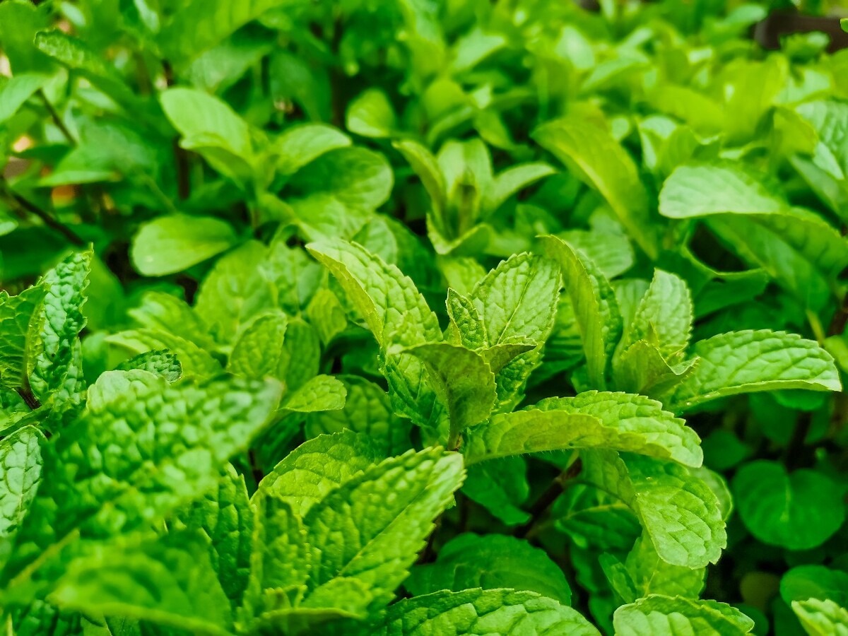野薄荷 夜息香 薄荷 全株青气芳香 唇形科植物 多年生草本