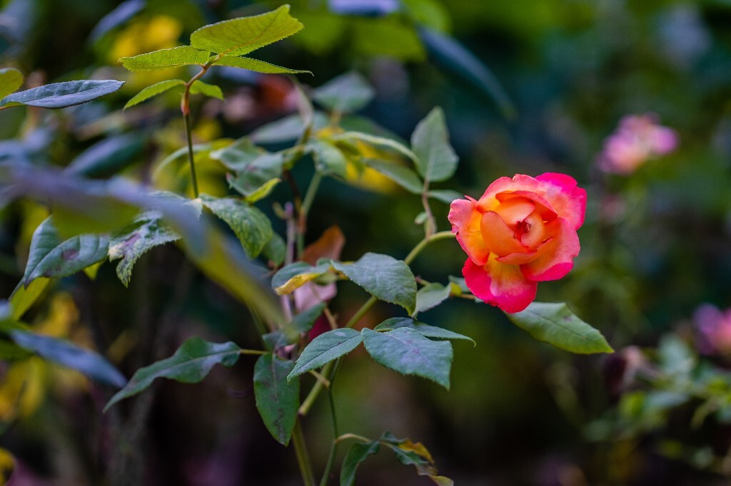 月季花 花中皇后 月月红 月季 月月花 长春花 四季花 胜春 盛开的花儿 盛开的月季 植物 花朵 风光