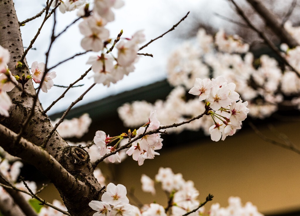 樱花 东京樱花 日本樱花 花朵 盛开的樱花 白色的樱花 花儿 花
