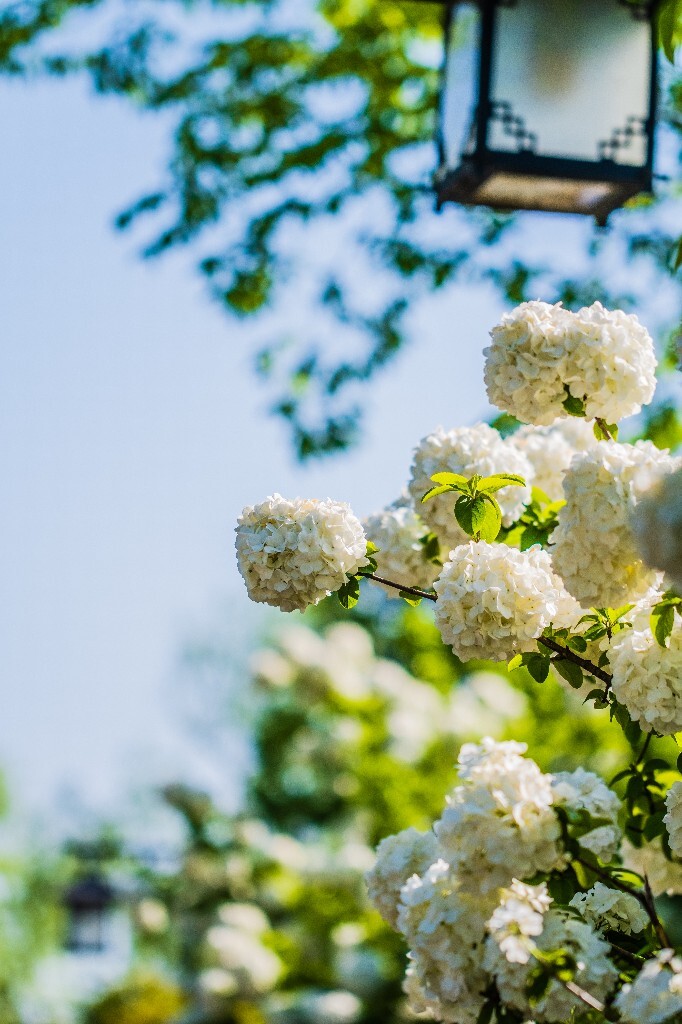 八仙花 粉团花 草绣球 紫绣球 紫阳花 绣球 木绣球 植物 摄影 风光 花朵 花儿