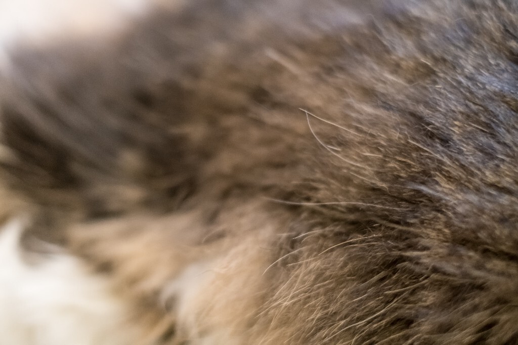 猫 宠物 动物 图片 摄影 喵星人 猫猫